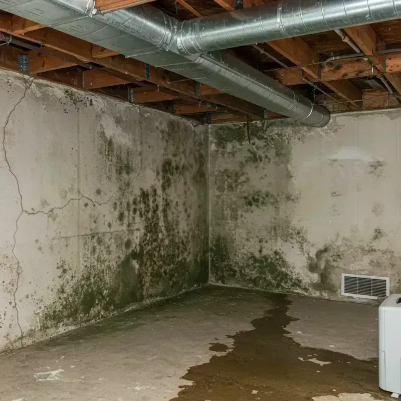 Professional Mold Removal in Porter, ME